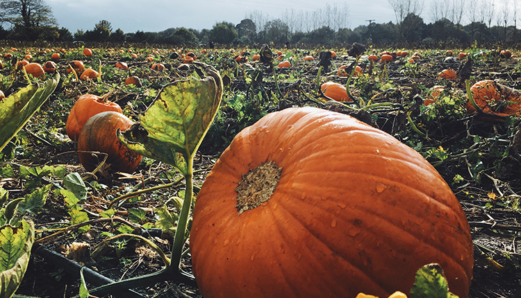 Pumpkin Pumpkin